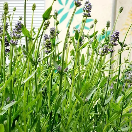 Citylife Mit E-ladesaeule アパート オスナブリュック